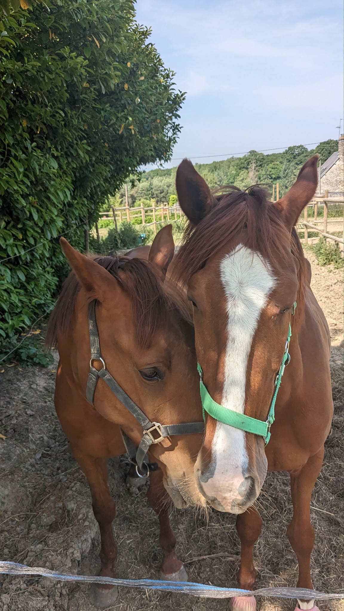 A Guide to Keeping Horses in France